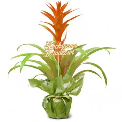 Guzmania on Grandpa's Day