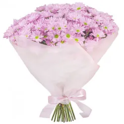 Bouquet of pink marguerite 