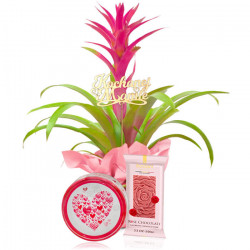 Guzmania for Mother's Day with treats
