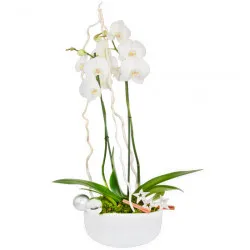 Orchid Centerpiece