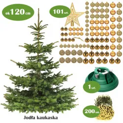 Żywa choinka z dekoracją złotą premium