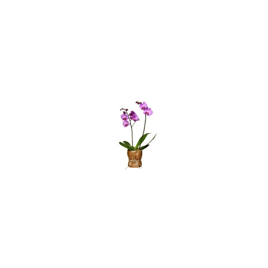 Single plant Orchid, white