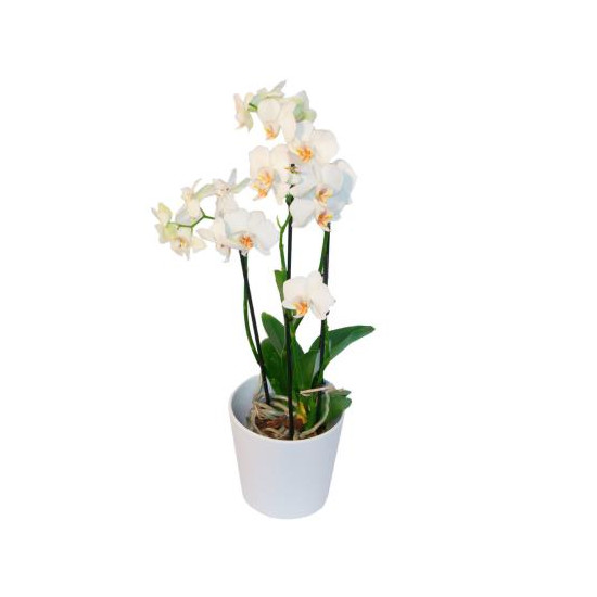 Orchid plant + pot