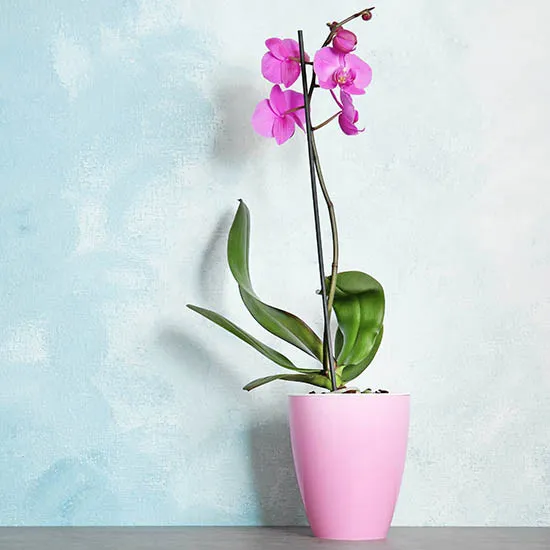 Orchid in a pot