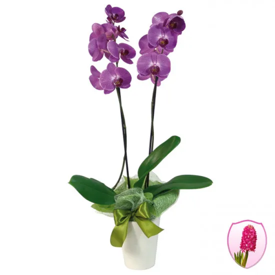 Orchid in a pot