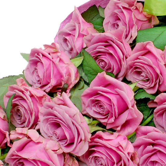 Roses fantasy flowers