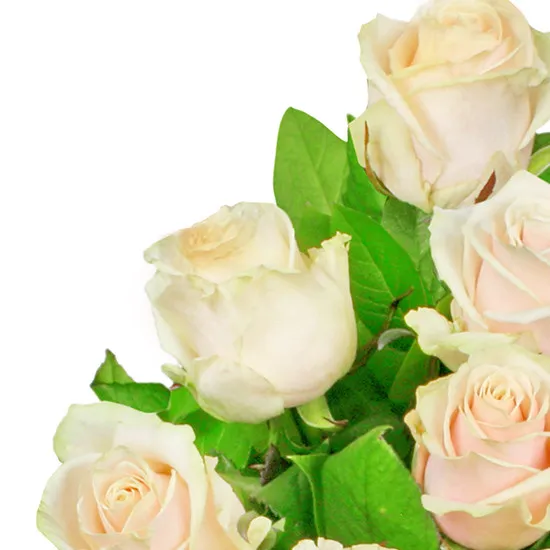 Morning shine flowers