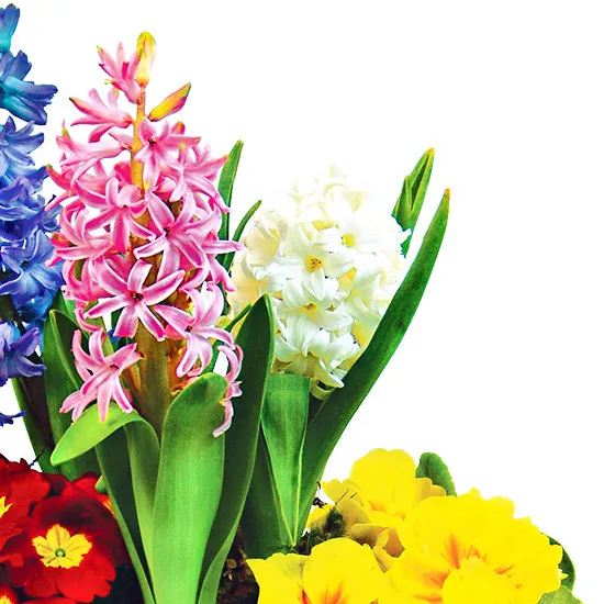 Three hyacinths composition