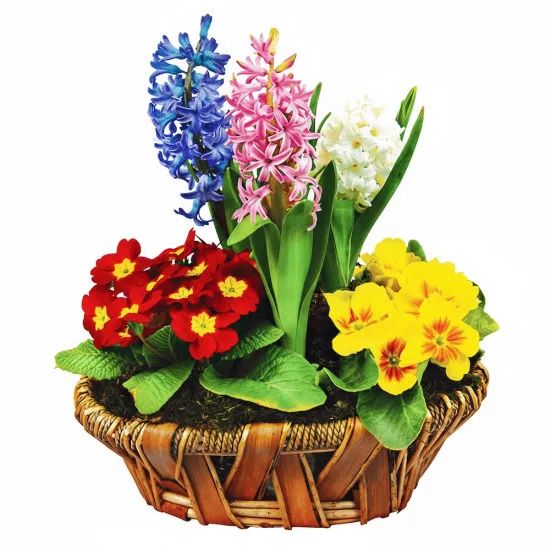 Three hyacinths composition
