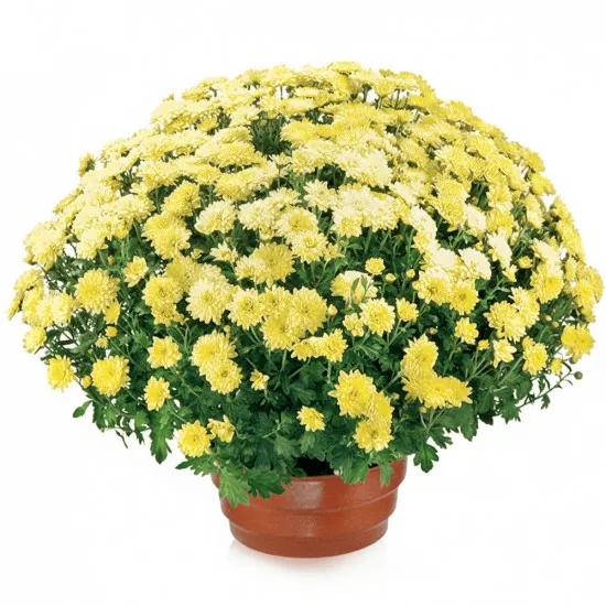 Flowerpot chrysanthemum