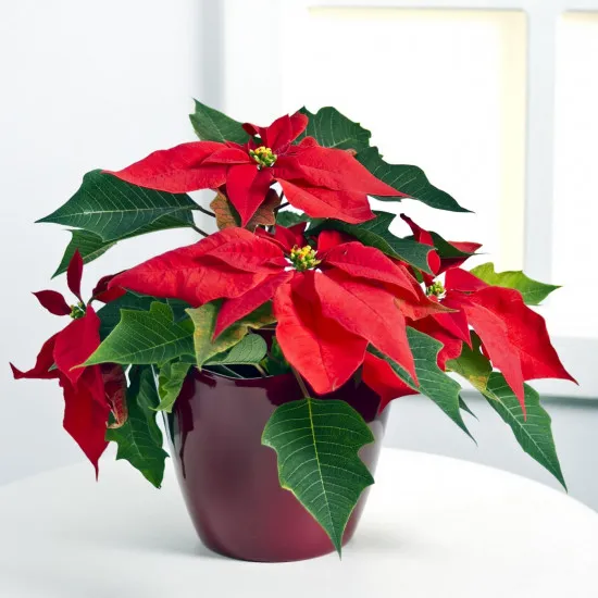 Poinsettia Plant