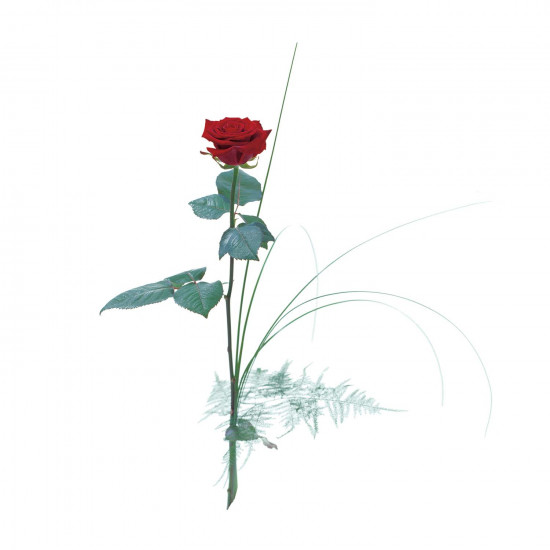 Pojedyńcza czerwona róża
