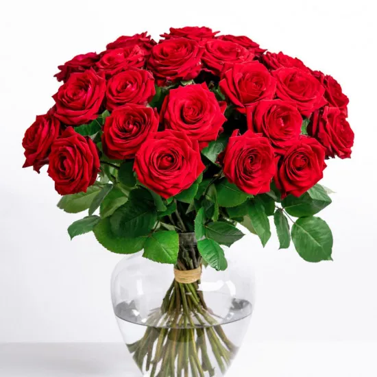 Cavalier of Roses