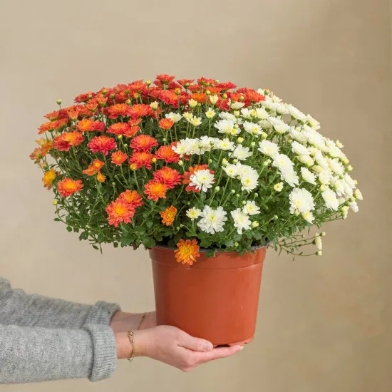 Duo de chrysanthemes multicolores