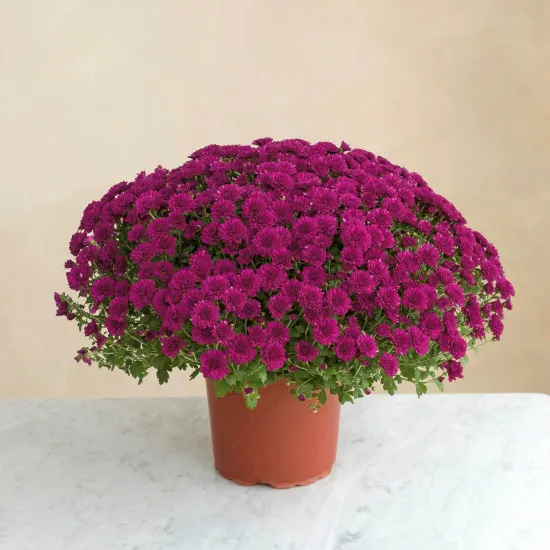 Chryzantema fioletowa