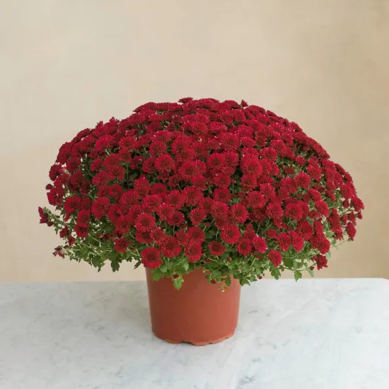 Chysantheme rouge