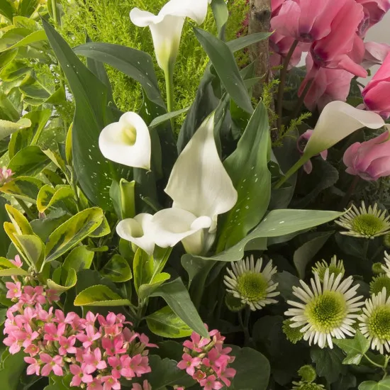 Delicates pensees