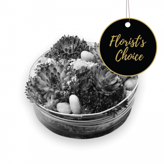 Kompozycja roślin doniczkowych