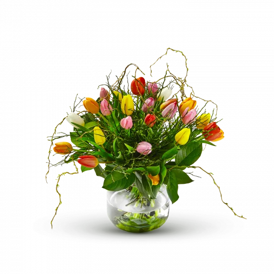 Multi Tulipa