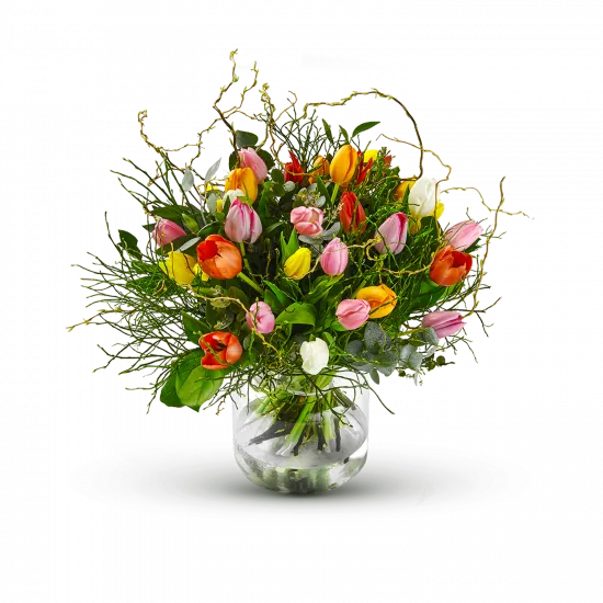 Multi Tulipa
