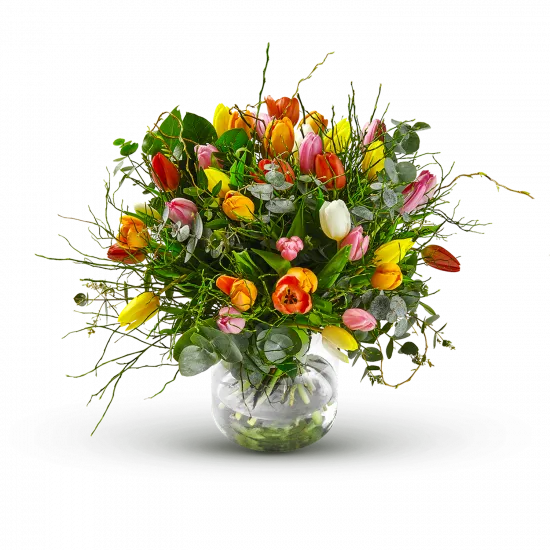 Multi Tulipa
