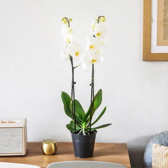 Candide et sa bougie parfumee Esteban