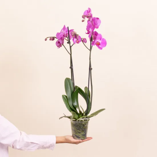 Pink Premium Orchid