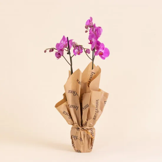 Pink Premium Orchid