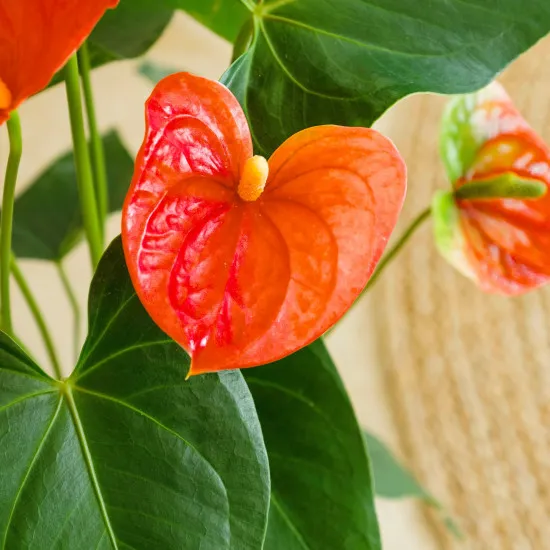 Red Anthurium