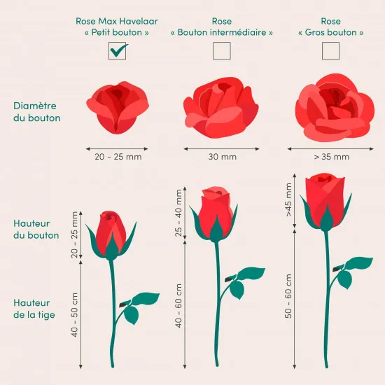 Brassee de roses rouges - wiązanka czerwonych róż