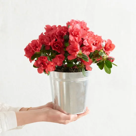 Azalee avec cache pot - Azalea with pot cover