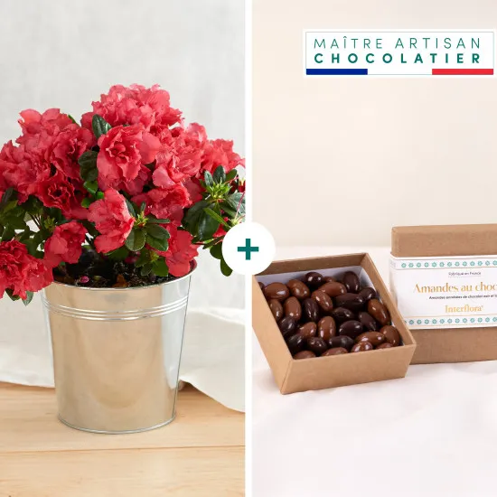 Azalee rose et ses amandes au chocolat