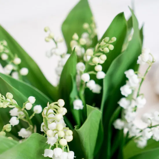 Bouquet de muguet et ses chocolats