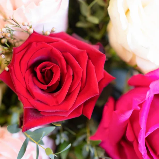 Adorable roses