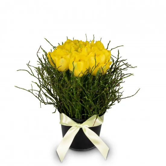 Arrangement of Tulips Spring-Hit