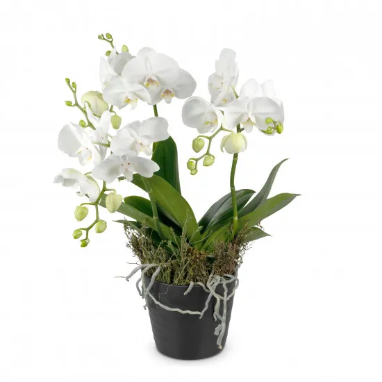 White Dream (orchidea)