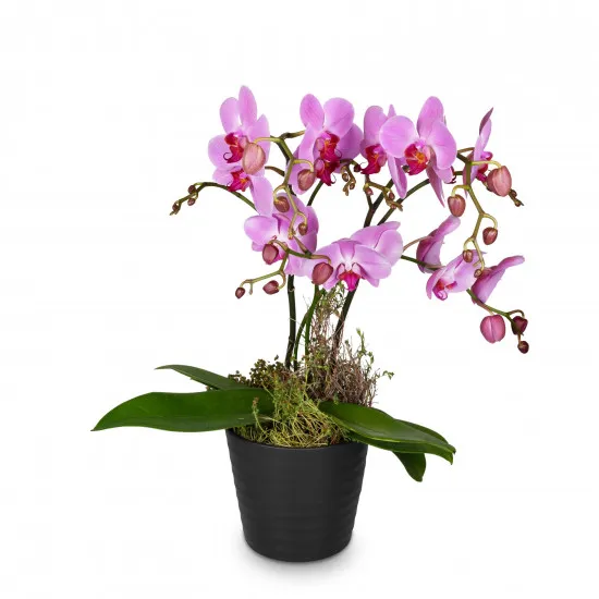 Pink Dream (orchidea)
