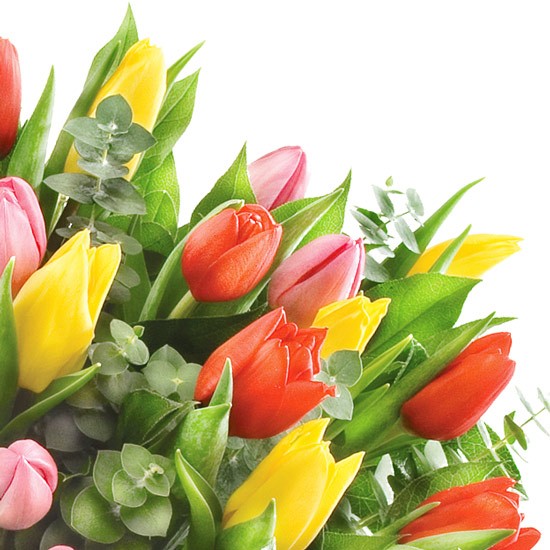 Kwiaty 50 kolorowych tulipanów
