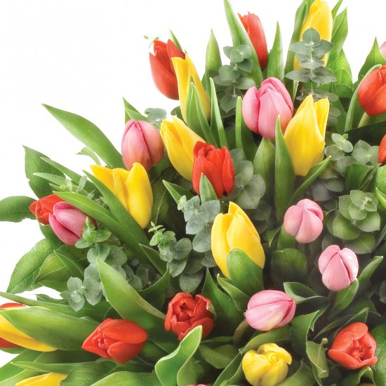 Kwiaty 50 kolorowych tulipanów