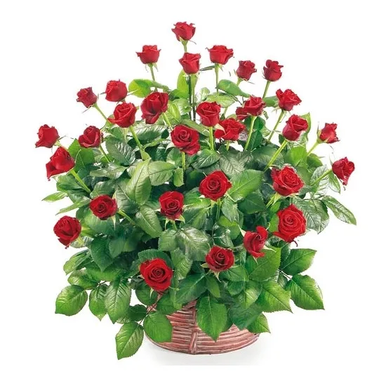 50 roses in a basket