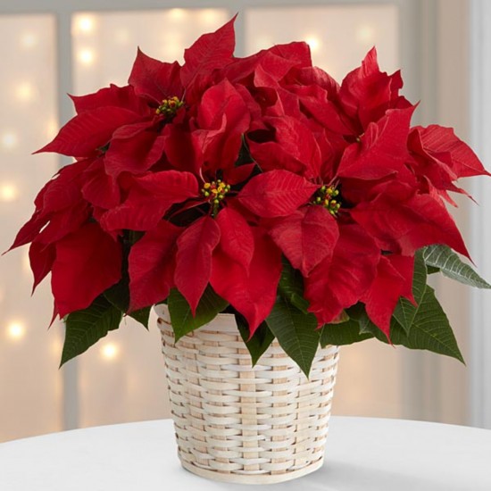 Red Poinsettia Basket (Small)
