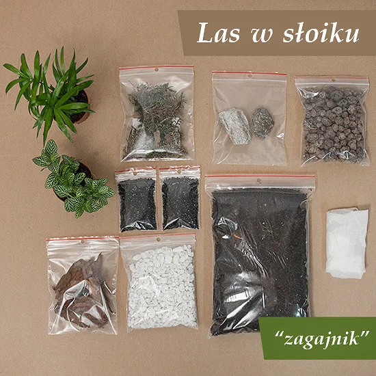 Las w słoiku DIY - Zagajnik