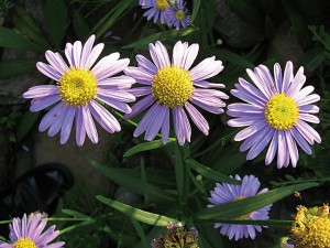aster2