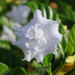 Białe kwiaty gardenii
