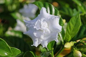 gardenia_bialy_kwiat