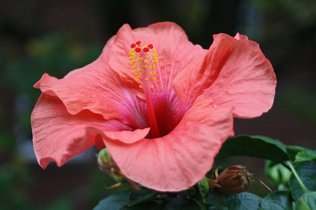 hibiskus_kwiat