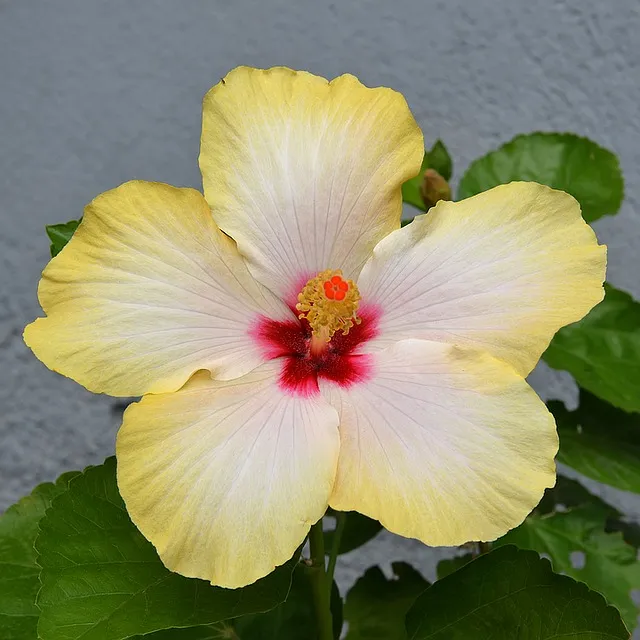 hibiskus_zolty