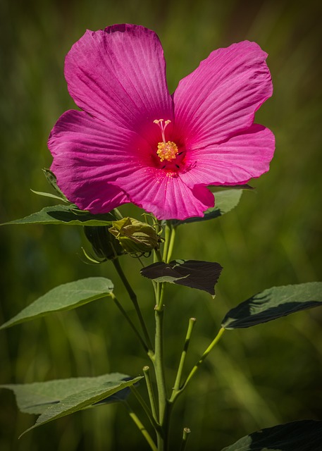 hibiskus