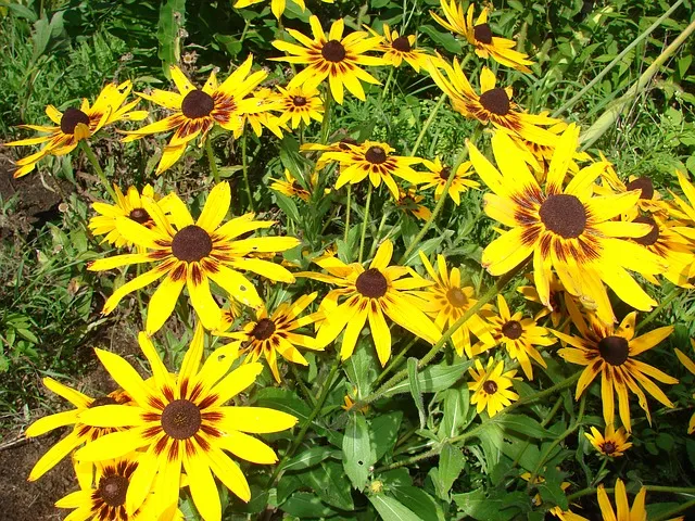 rudbekia_owlosiona