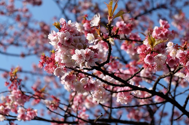 sakura